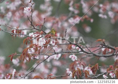 Mejiro cherry tree 122585216