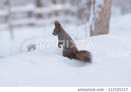 Ezoris winter snow Ezoris winter snow 122585217