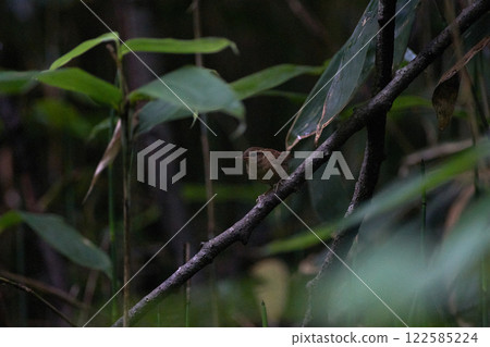 Young bush warbler in summer Young bush warbler in summer 122585224