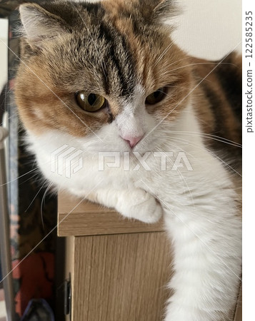 Mike cat Mike cat 122585235