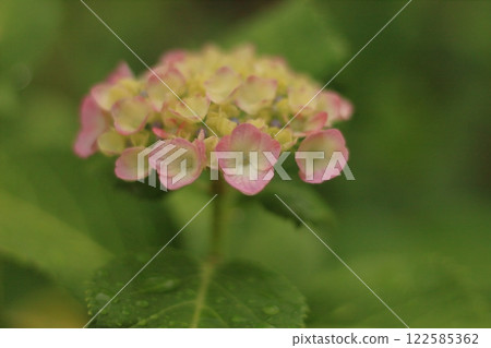 粉紅色繡球花_2024_6_2 粉紅色繡球花_2024_6_2 122585362