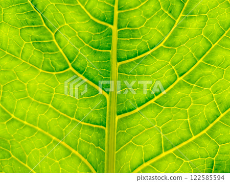 super macro 122585594