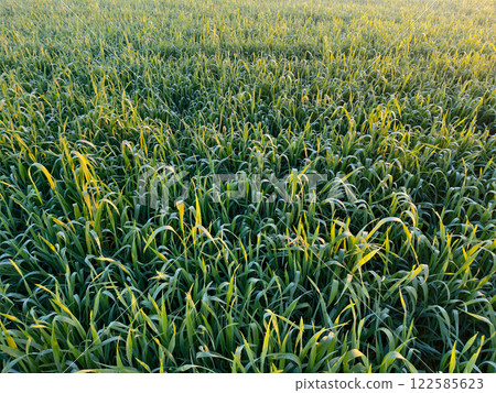 Close-up of green wheat growing on the field at sunset 122585623