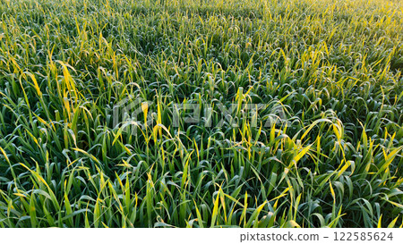 Close up of green wheat growing on the field 122585624