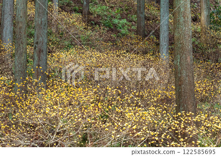 Mitsumata Mitsumata 122585695