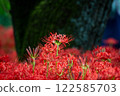 Cluster amaryllis 122585703