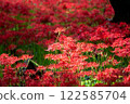 Cluster amaryllis 122585704