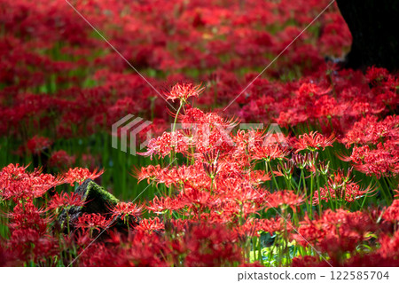 Cluster amaryllis 122585704