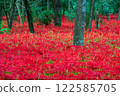 Cluster amaryllis 122585705