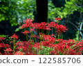 Cluster amaryllis 122585706