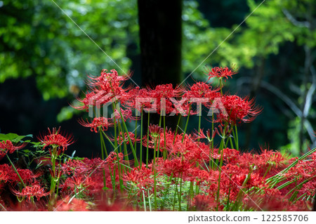 Cluster amaryllis 122585706