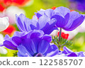 Anemones 122585707
