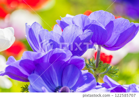 Anemones 122585707