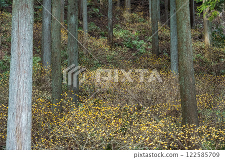 三椏 三椏 122585709