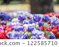 Anemones 122585710