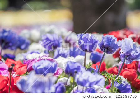 Anemones 122585710
