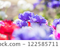 Anemones 122585711