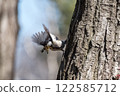 Great tit 122585712