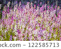 Linaria 122585713