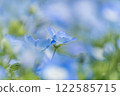 Nemophila 122585715
