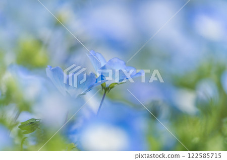 Nemophila 122585715