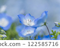 Nemophila 122585716