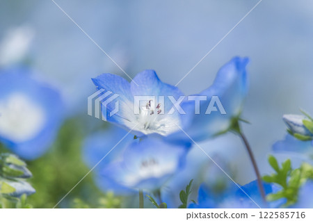 Nemophila 122585716