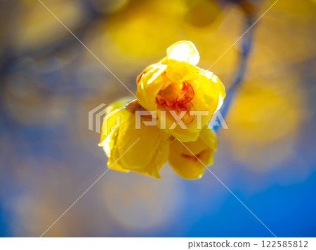 蠟李子黃色花 蠟李子黃色花 122585812