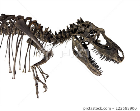 Fossil Bone Skull and Jaws of Tyrannosaurus rex (T-rex). isolated on white background. Clipping path. Fossil Bone Skull and Jaws of Tyrannosaurus rex (T-rex). isolated on white background. Clipping path. 122585900