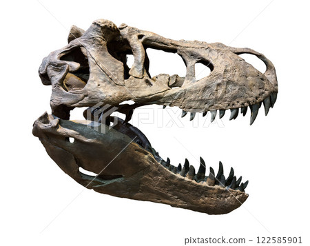 Fossil Bone Skull and Jaws of Tyrannosaurus rex (T-rex). isolated on white background. Clipping path. Fossil Bone Skull and Jaws of Tyrannosaurus rex (T-rex). isolated on white background. Clipping path. 122585901