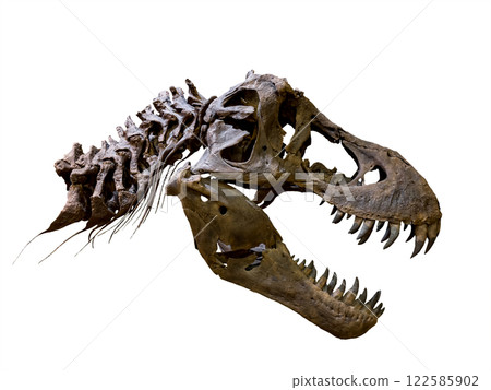 Fossil Bone Skull and Jaws of Tyrannosaurus rex (T-rex). isolated on white background. Clipping path. Fossil Bone Skull and Jaws of Tyrannosaurus rex (T-rex). isolated on white background. Clipping path. 122585902