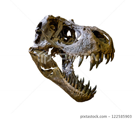 Fossil Bone Skull and Jaws of Tyrannosaurus rex (T-rex). isolated on white background. Clipping path. 122585903