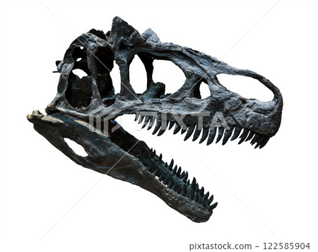 Fossil Bone Skull and Jaws of Dinosaur Raptor. isolated on white background. Clipping path. 122585904