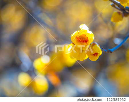 蠟李子黃色花 122585932