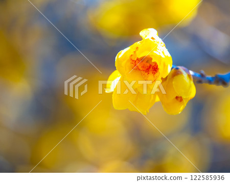 蠟李子黃色花 122585936