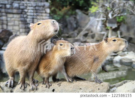 Friendly Capybaras at the Hot Springs 122586155