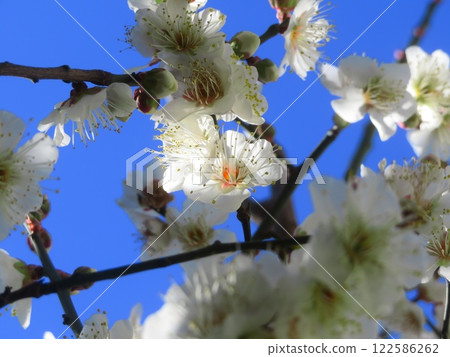 藍天白梅花上的光芒 122586262