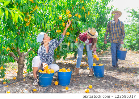 Woman farmer picks ripe peaches in the garden. Harvesting peaches in orchard Woman farmer picks ripe peaches in the garden. Harvesting peaches in orchard 122586317