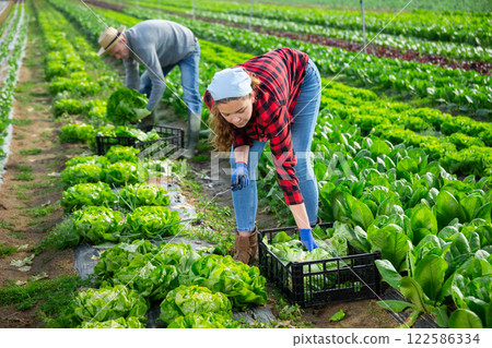 Portrait of farmer with harvest of salad on field Portrait of farmer with harvest of salad on field 122586334