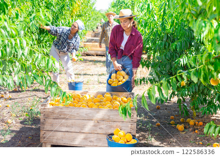 Female gardener bulking peaches in crates at orchard Female gardener bulking peaches in crates at orchard 122586336