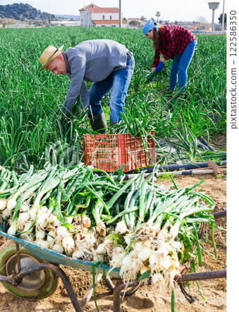 Farm family harvesting spring onions on vegetable plantation 122586350