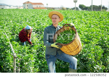 Farmer holding basket with green beans harvest on field Farmer holding basket with green beans harvest on field 122586352