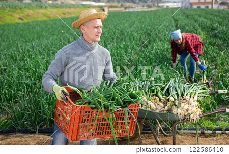 Farmer carrying box with green onions on farm plantation Farmer carrying box with green onions on farm plantation 122586410