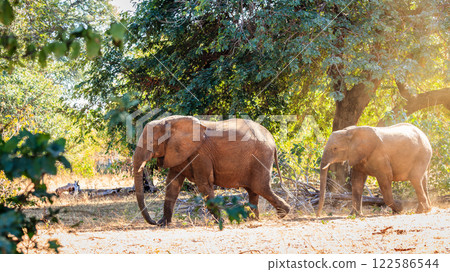Herd of African elephants 122586544