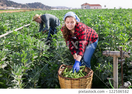 Couple of male and female workers harvest crop of soybean 122586582