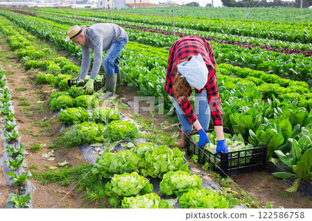 Gardeners husband and wife picking harvest of green lettuce Gardeners husband and wife picking harvest of green lettuce 122586758