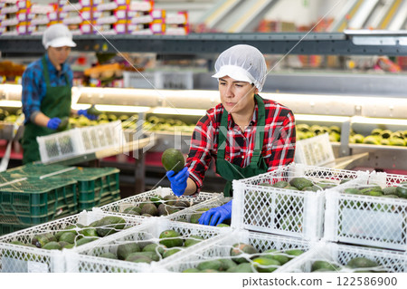 Portrait of woman sorting avocado to crates and checking quality 122586900