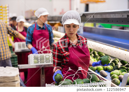 Skilled female employee in uniform inspecting quality of avocado in box at sorting factory 122586947