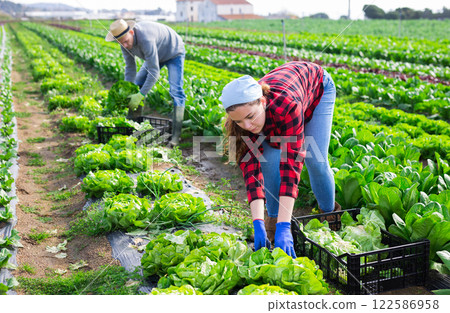 Gardeners husband and wife picking harvest of green lettuce 122586958