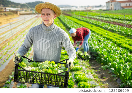 Positive farmer carries box with harvest of salad 122586999